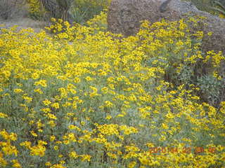 Pinnacle Peak hike - yellow flowers