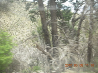 8 778. drive up Mt. Graham