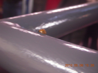 141 778. Vatican telescope at Mt. Graham - ladybug