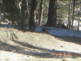153 778. drive down Mt. Graham - turkeys