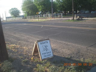 Safford morning run - goats for sale sign