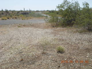 Alamo Lake run