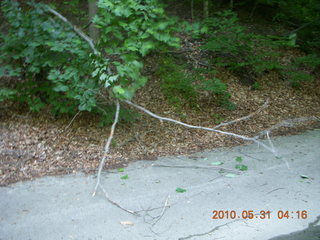 Broomall run - fallen tree