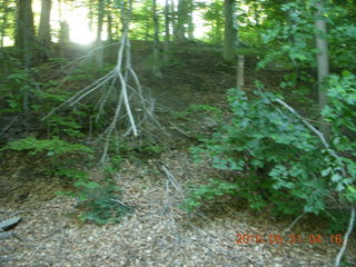 Broomall run - fallen tree