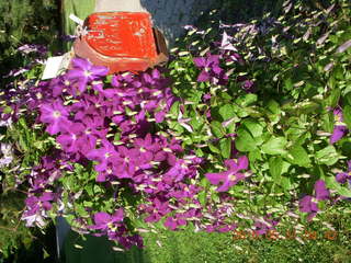 Broomall run - purple flowers