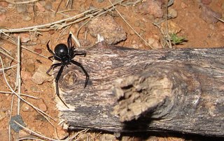 Sean and Kristina camping - spider