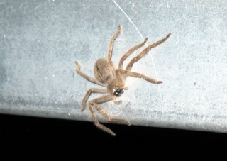 Sean and Kristina camping - spider