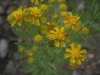 NM-RAC New Mexico back-country get-together - flowers at Me-Own