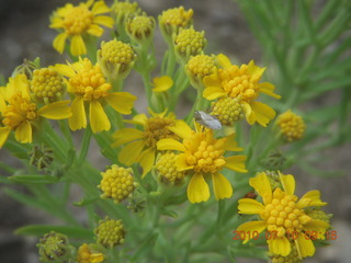 NM-RAC New Mexico back-country get-together - Me-Own