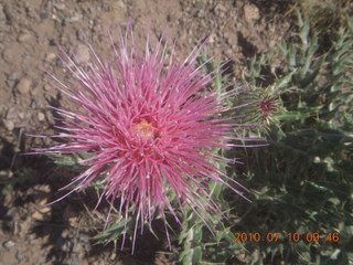 NM-RAC New Mexico back-country get-together - flower at Beaverhead