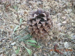 Jim and Angela visit - gigantic pine cone