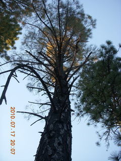 Jim and Angela visit - tall pine tree