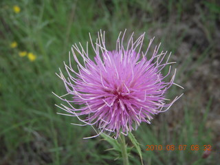 NM-RAC New Mexico back-country get-together - flower at Beaverhead