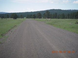 New Mexico back-country trip - Negrito run - flowers