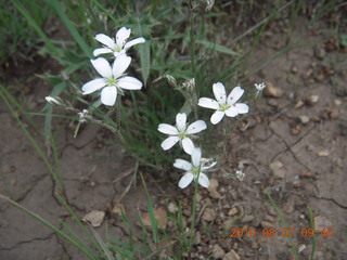 New Mexico back-country trip - Negrito run - flowers