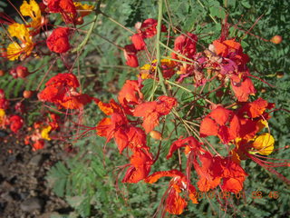 bright red-orange flowers