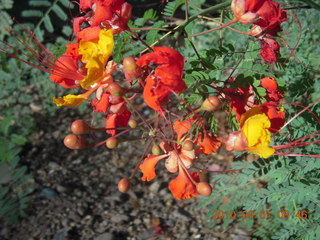 bright red-orange flowers