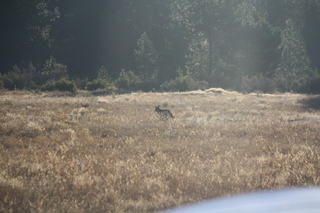 7S5 to DVT trip - Oregon - coyote at Chiloquin State