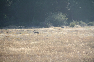 7S5 to DVT trip - Oregon - coyote at Chiloquin State