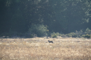 7S5 to DVT trip - Oregon - coyote at Chiloquin State