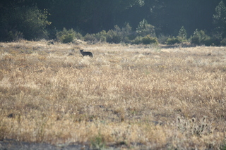 7S5 to DVT trip - Oregon - coyote at Chiloquin State