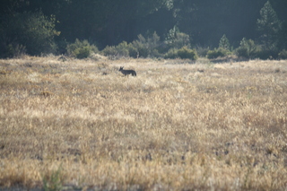 7S5 to DVT trip - Oregon - coyote at Chiloquin State