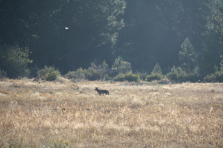 7S5 to DVT trip - Oregon - coyote at Chiloquin State