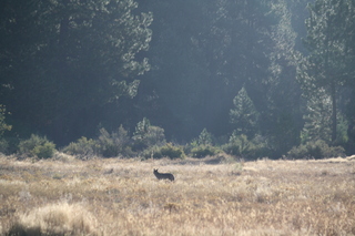 7S5 to DVT trip - Oregon - coyote at Chiloqin State