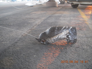 7S5 to DVT trip - dead plastic owl meant to scare birds away