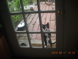 CHS XC 2010 - cat wants to come in