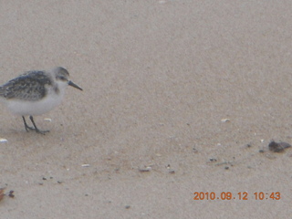 Sea Girt - beach bird