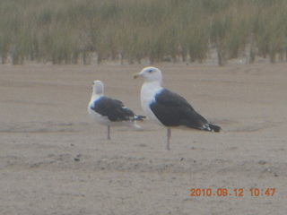 Sea Girt - seagulls