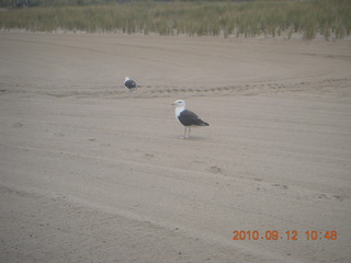 Sea Girt - beach bird