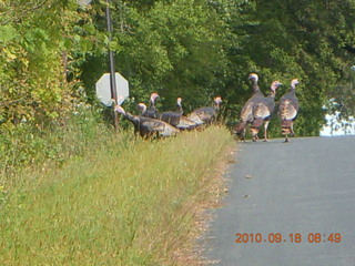 Afton run - turkeys