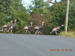 Afton run - turkeys