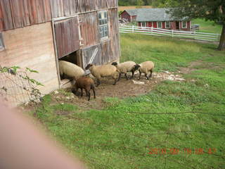 Welch run with Kevin - sheep