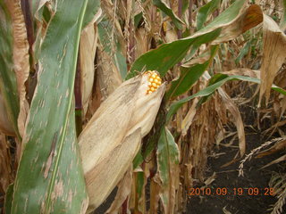 Welch run with Kevin - thick corn