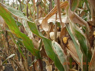 Welch run with Kevin - thick corn