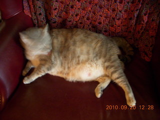 Sylvia fat cat