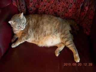 Sylvia fat cat