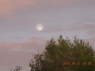 moonlit trees at Sandy's in New Jersey