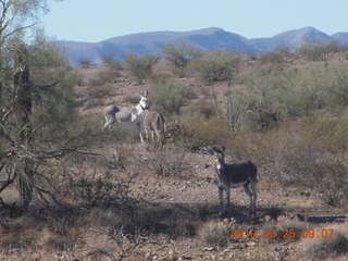 Alamo Lake run - donkeys