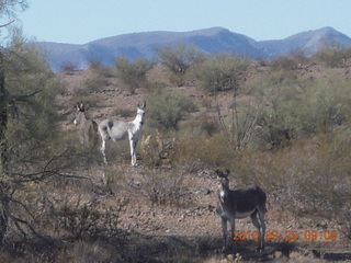 Alamo Lake run - donkeys