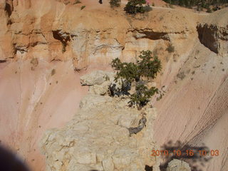 19 7cg. Bryce Canyon - lone tree atop a rock