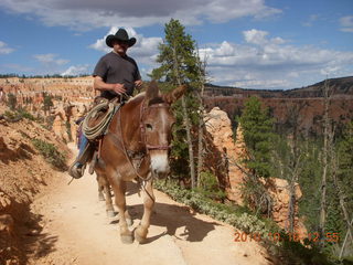 40 7cg. Bryce Canyon - mules
