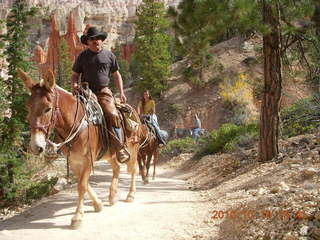 42 7cg. Bryce Canyon - mules