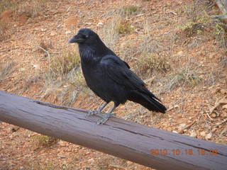 59 7cg. Bryce Canyon - raven or crow