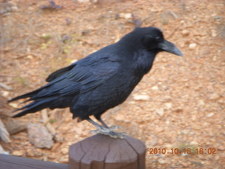 60 7cg. Bryce Canyon - raven or crow