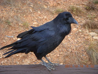 61 7cg. Bryce Canyon - raven or crow