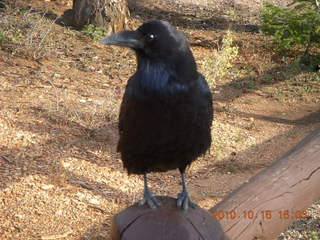 Bryce Canyon - raven or crow